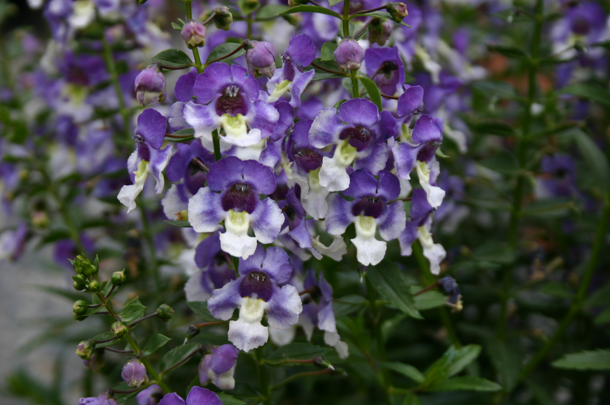 Angelonia Angelface ‘Wedgewood Blue’ « Primrose Cottage Nursery