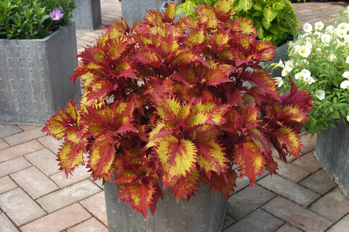 Coleus ‘Henna Red’ « Primrose Cottage Nursery
