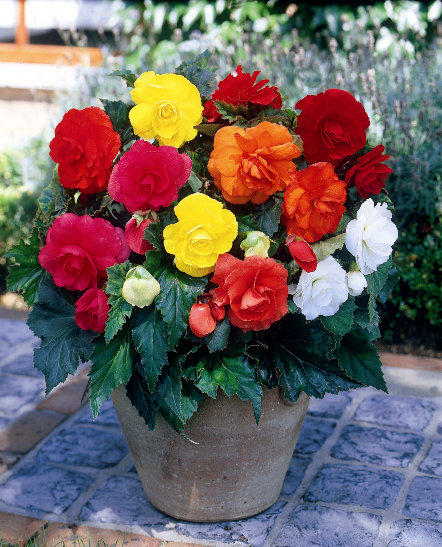 Double Begonias « Primrose Cottage Nursery