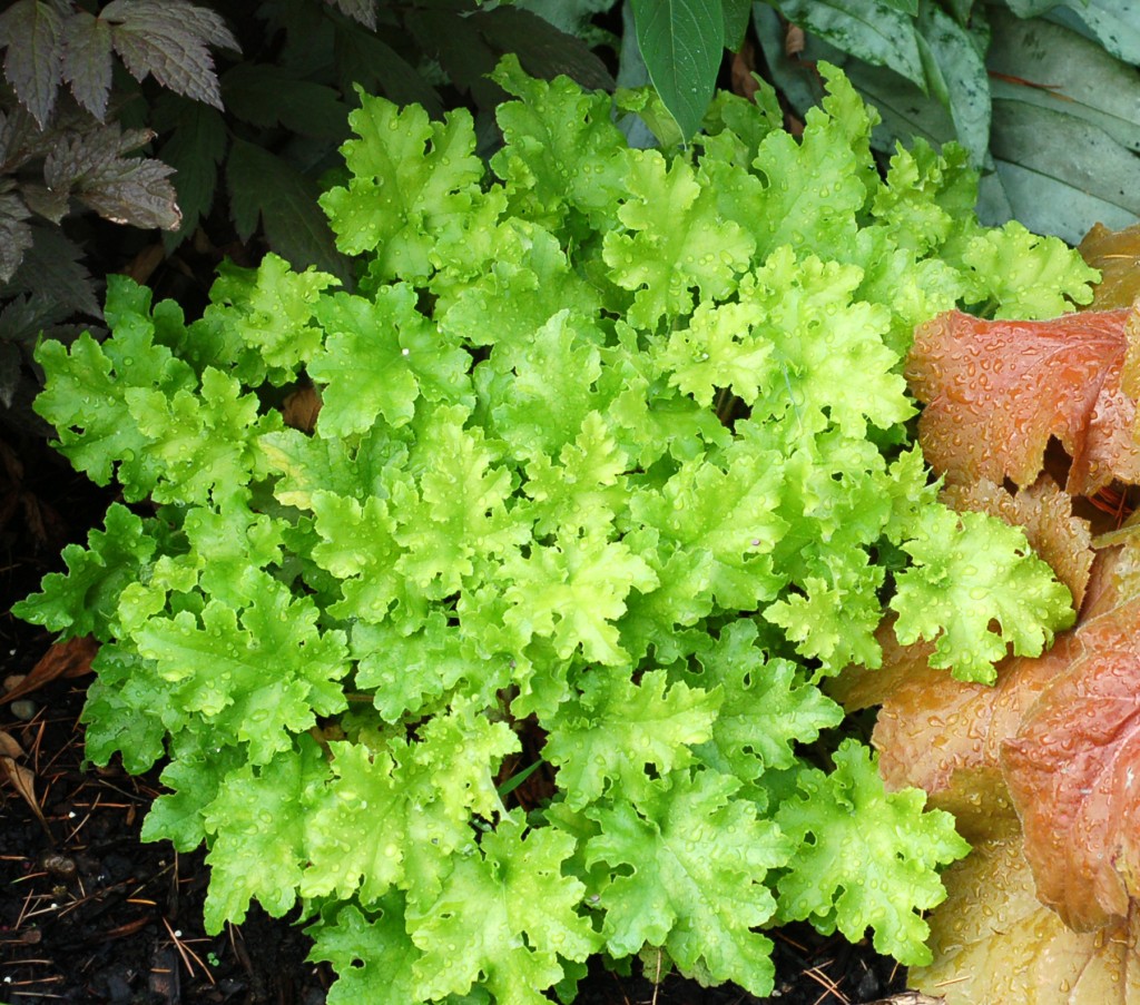 Heuchera ‘Lime Marmalade’ (3) « Primrose Cottage Nursery