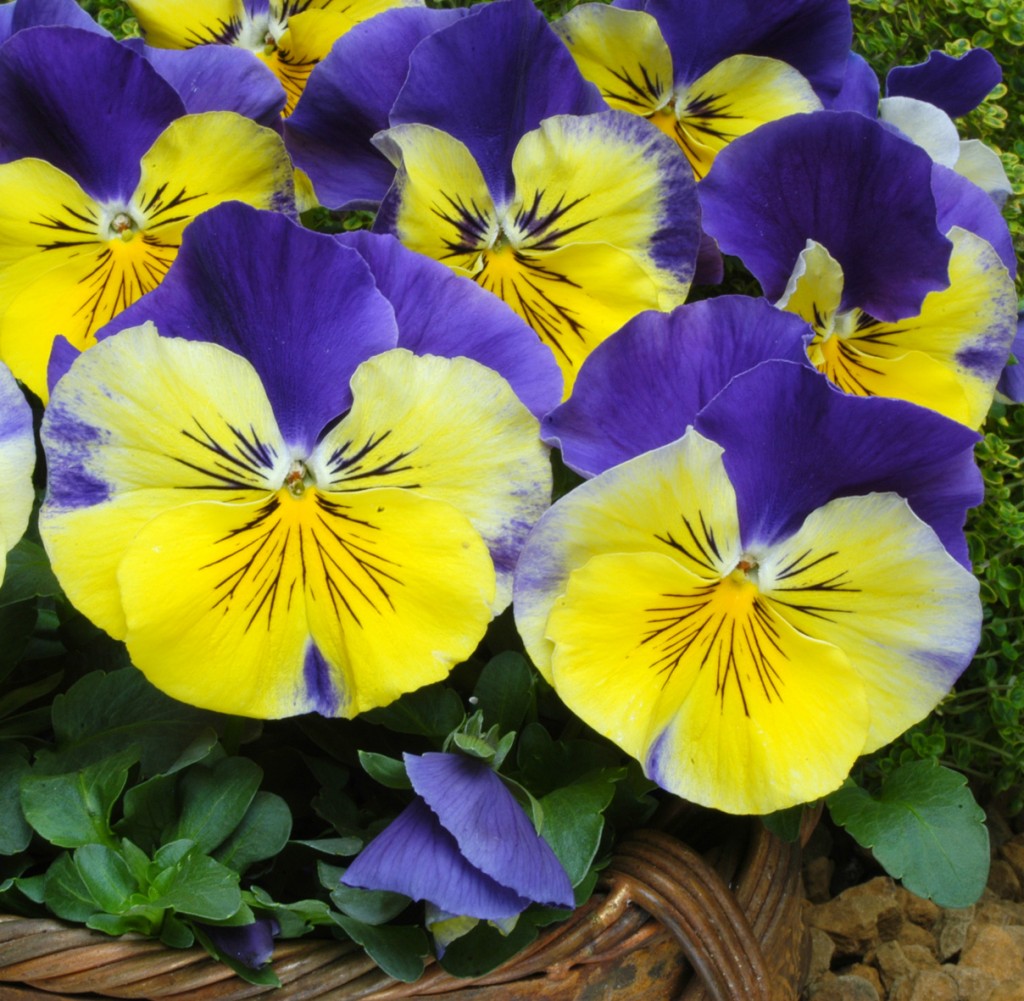 Pansy ‘Matrix Morpheus’ « Primrose Cottage Nursery