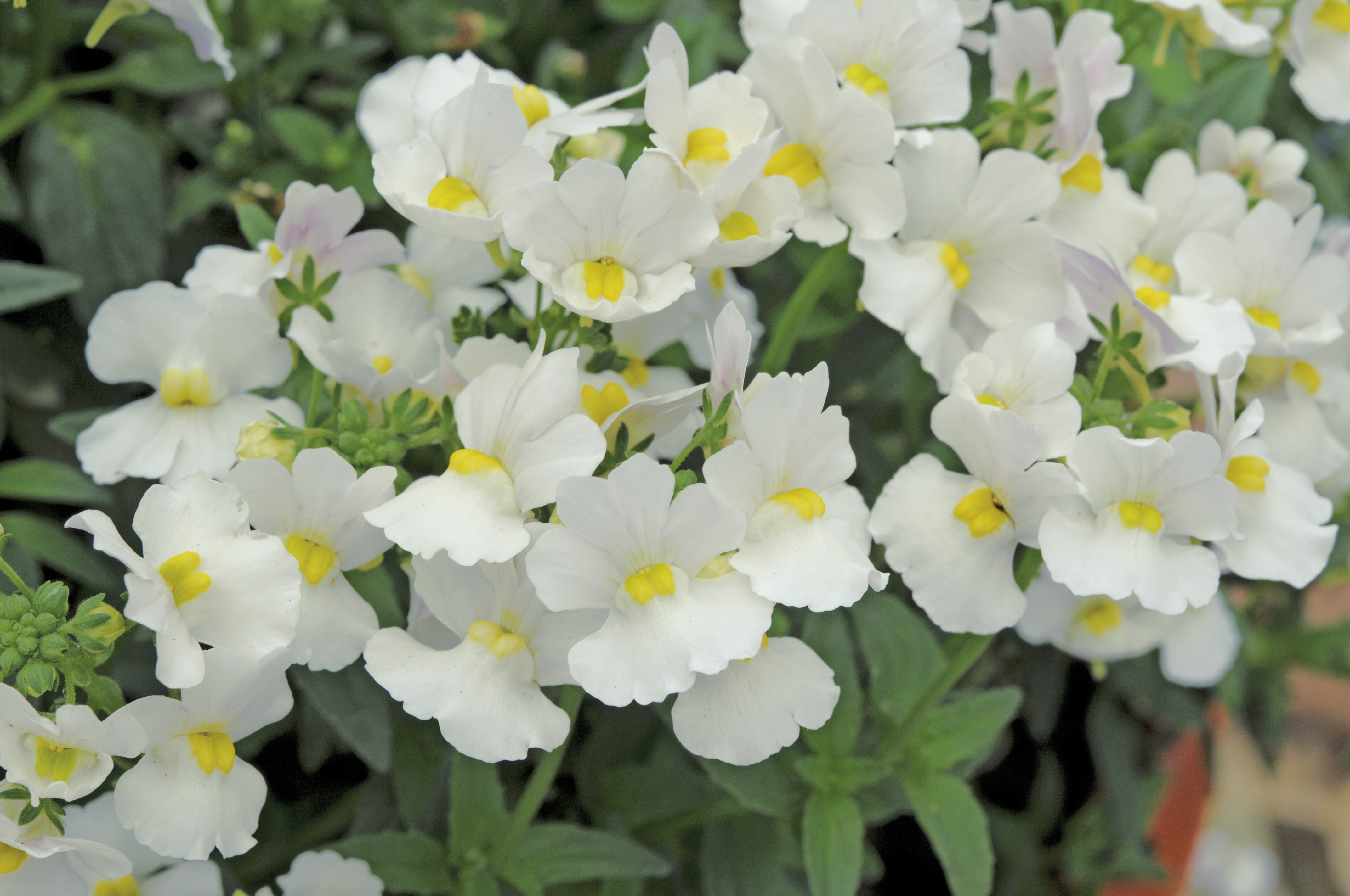 Nemesia Lady Vanilla « Primrose Cottage Nursery
