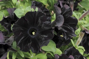 Petunia 'Black Velvet'